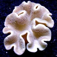 leather coral marine for sale