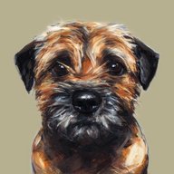 border terrier paintings for sale