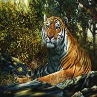 limited edition tiger prints for sale