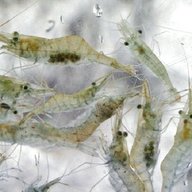 live river shrimp for sale