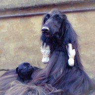 afghan hound dog for sale