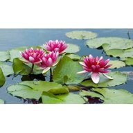 lotus plant for sale