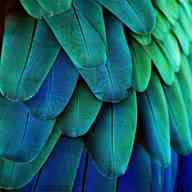 blue macaw feathers for sale