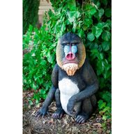 mandrill for sale