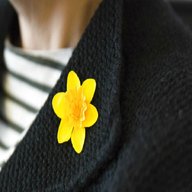 daffodil badge for sale