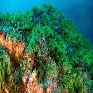 marine algae for sale