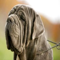 mastiff dog for sale