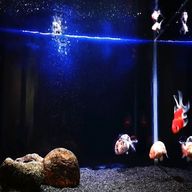 aquarium backgrounds for sale