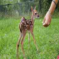 baby deer for sale