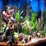 beautiful fish tanks for sale