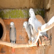 breeding parrots for sale