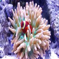 bubble anemone for sale