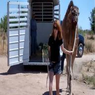camel trailer for sale