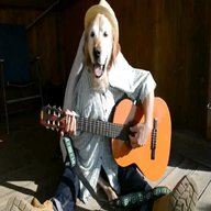 dog guitar for sale