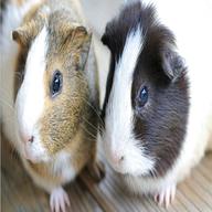 female guinea pigs for sale