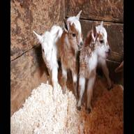 goat kids for sale