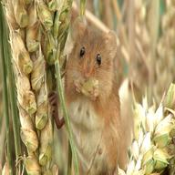 harvest mouse for sale