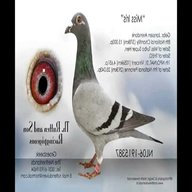 janssen pigeons for sale