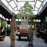 large bonsai tree for sale