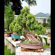 large bonsai for sale