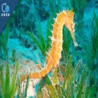 live seahorses for sale