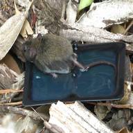 mice traps for sale