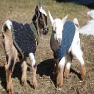 mini goats for sale