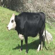 mooing cow for sale