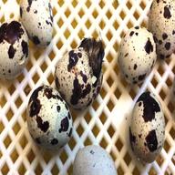 quail hatching for sale