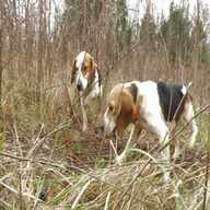 rabbit hunting dogs for sale