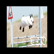 rabbit jumps for sale