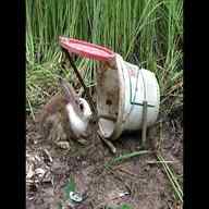 rabbit trap for sale