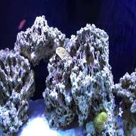 reef rock for sale