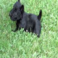 scottish terrier puppies for sale