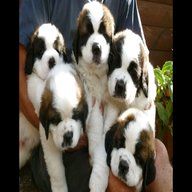 st bernard puppies for sale
