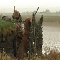 wildfowling for sale