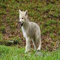 wolf puppies for sale