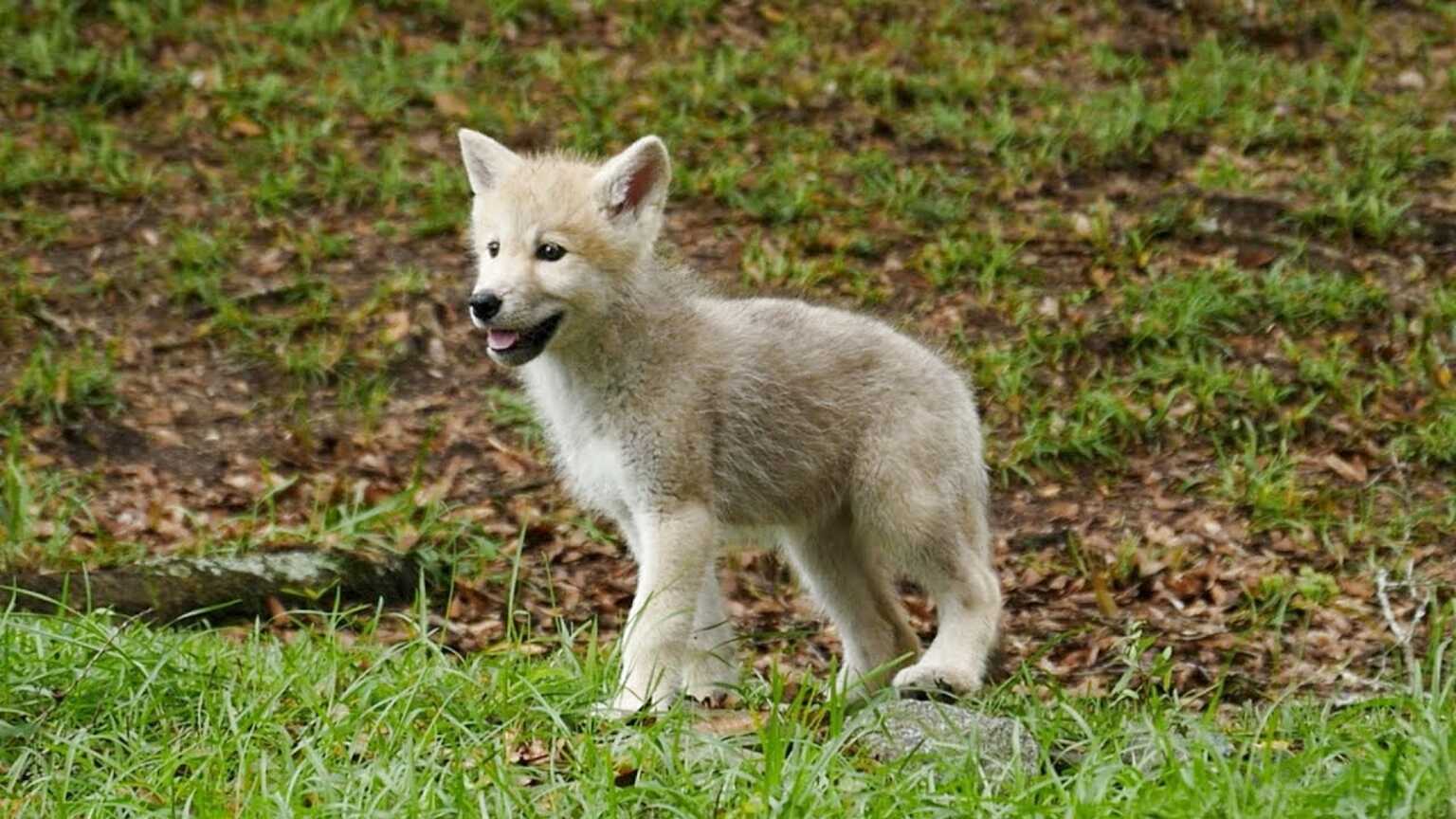 Wolf Puppies for sale in UK | 59 used Wolf Puppies