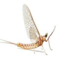 mayfly for sale