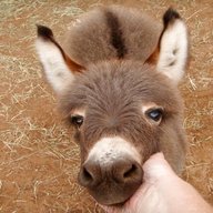 mini donkey for sale