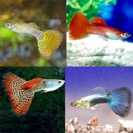 tropical fish guppies for sale