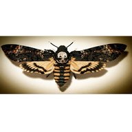 death head moth for sale