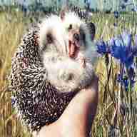 baby hedgehog for sale