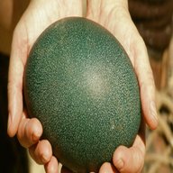 emu eggs for sale