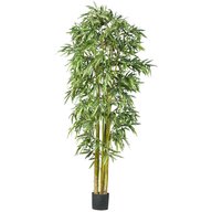 large bamboo plants for sale