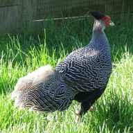 silver pheasant for sale