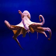 octopus for sale