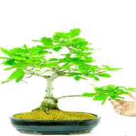 bonsai oak for sale