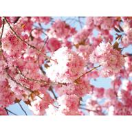 cherry blossom tree for sale
