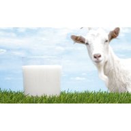 goat milk for sale